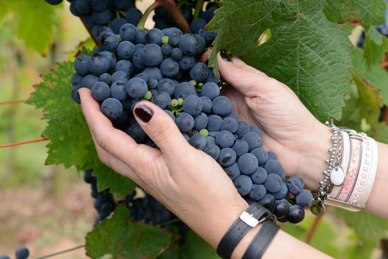 Weingut Erich Serwazi Mesenich Ngoại thất bức ảnh